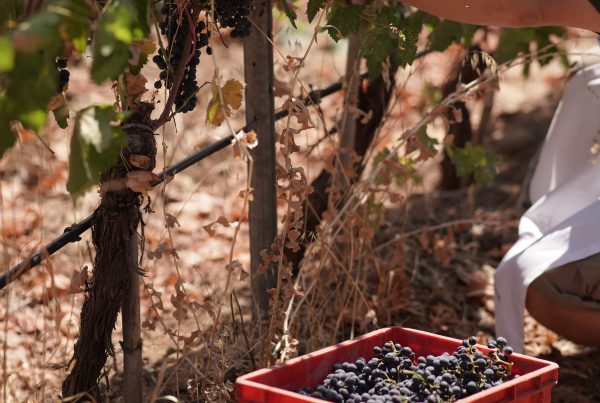 üzüm yetiştiriciliği