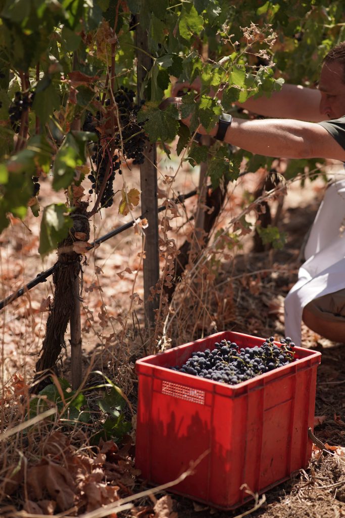 üzüm yetiştiriciliği